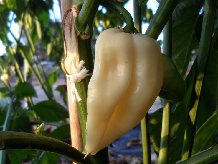 White Bhut Jolokia - Ghost Pepper - Chilli Pepper - Capsicum Chinense - Extremely Hot - 5 Seeds