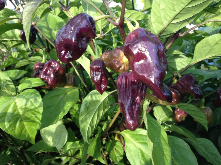 Purple Bhut Jolokia - Ghost Pepper - Chilli Pepper - Capsicum Chinense - Extremely Hot - 5 Seeds
