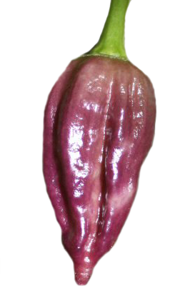 Purple Bhut Jolokia - Ghost Pepper - Chilli Pepper - Capsicum Chinense - Extremely Hot - 5 Seeds