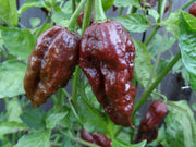Chocolate Bhut Jolokia - Ghost Pepper - Chilli Pepper - Capsicum Chinense - Extremely Hot - 5 Seeds