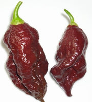 Chocolate Bhut Jolokia - Ghost Pepper - Chilli Pepper - Capsicum Chinense - Extremely Hot - 5 Seeds