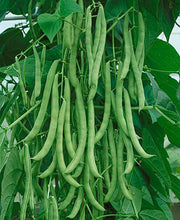 Kentucky Wonder Pole Beans - Heirloom - Phaseolus Vulgaris - 10 Seeds