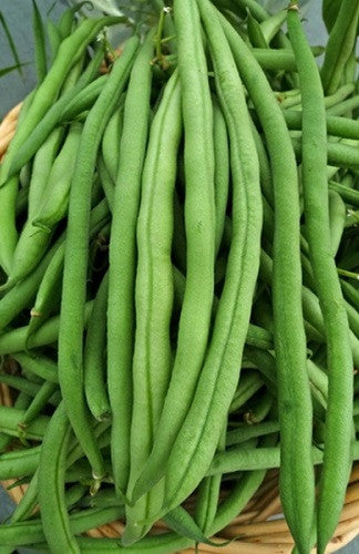 Kentucky Wonder Pole Beans - Bulk Vegetable Seeds - 200 Seeds