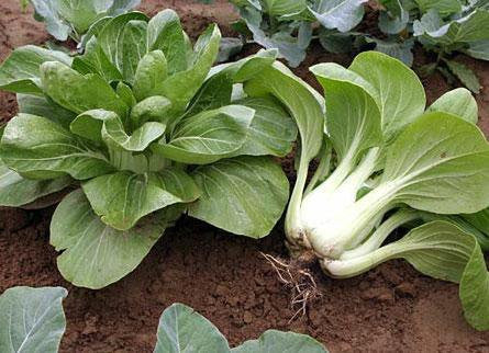 Canton Chinese Pak Choi - Pak Choy - Brassica pekinensis - Heirloom Vegetable - 200 Seeds