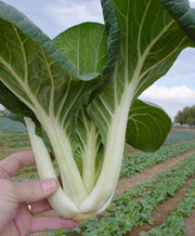 Canton Chinese Pak Choi - Pak Choy - Brassica pekinensis - Heirloom Vegetable - 200 Seeds