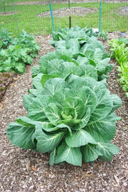 Vates Collards - Collard Greens - Brassica oleracae var. acephala - Heirloom Vegetable - 300 Seeds