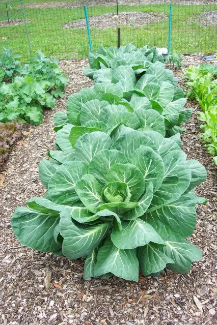 Vates Collards - Collard Greens - Brassica oleracae var. acephala - Heirloom Vegetable - 300 Seeds