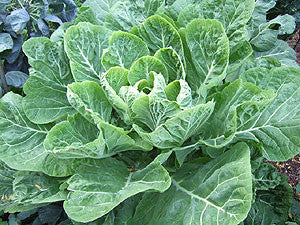 Vates Collards - Collard Greens - Brassica oleracae var. acephala - Heirloom Vegetable - 300 Seeds