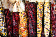 Indian Corn - Zea mays - Heirloom Vegetable - 50 Seeds