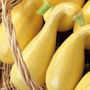 Early Crookneck Squash - Heirloom Squash /Zucchini Vegetable - 20 Seeds