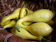 Early Crookneck Squash - Heirloom Squash /Zucchini Vegetable - 20 Seeds