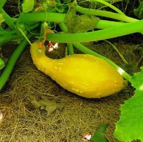 Early Crookneck Squash - Heirloom Squash /Zucchini Vegetable - 20 Seeds