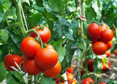 Rutgers Tomato - Solanum lycopersicon - Heirloom Vegetable - 50 Seeds