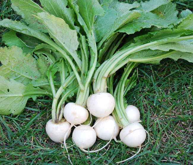 White Egg Turnip - Brassica napa napa - Heirloom Vegetable - 400 Seeds