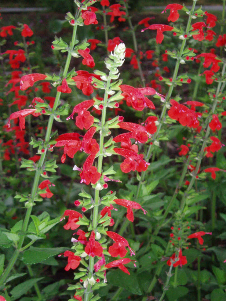 Salvia Lady in Red - Salvia coccinea - Annual Flower - 20 Seeds