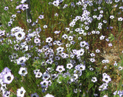 Birds Eye's - Gilia tricolor - Annual Flower - 100 Seeds