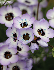 Birds Eye's - Gilia tricolor - Annual Flower - 100 Seeds
