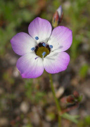 Birds Eye's - Gilia tricolor - Annual Flower - 100 Seeds