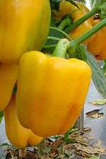 Kavango Sweet Golden Yellow Bell Pepper - Capsicum annuum - 10 Seeds