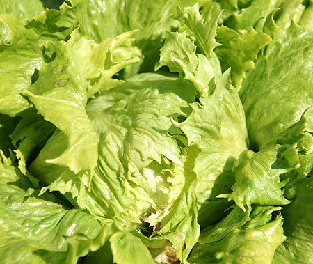 "Blonde de Paris" Batavian Crisphead Lettuce - Bulk Vegetable Seeds - 50 grams