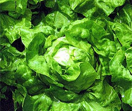 Butterhead "Attraction" Lettuce - Bulk Vegetable Seeds - 50 grams