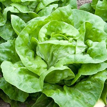 Butterhead "Attraction" Lettuce - Bulk Vegetable Seeds - 50 grams