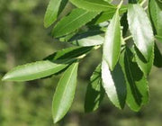 Catha edulis - Khat - Bushmans Tea - Indigenous Medicinal Tree - 10 Seeds
