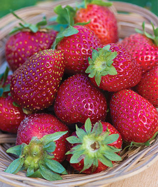 Elan F1 Strawberry - Fragaria - Easy to grow Container Strawberry - Fruit - 5 Seeds