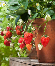 Elan F1 Strawberry - Bulk Fruit / Berry Seeds - 100 Seeds