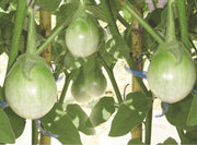 Thai Moon Round Eggplant - Solanum Melongena - 10 Seeds