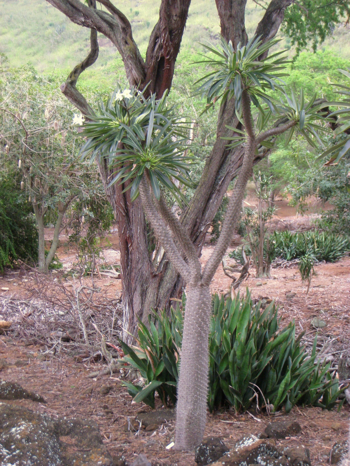 succulent trees south africa Pachypodium Lamerei v Ramosum Seeds