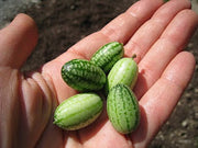 Organic Mouse Melon - Cucamelon - Miniature Watermelon - Rare Fruit Vine - Melothria scabra - 10 Seeds
