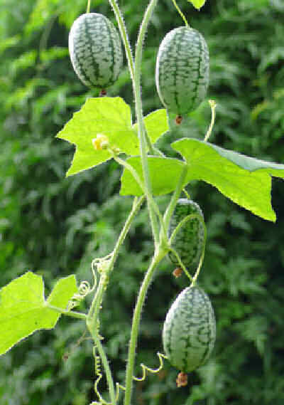 Organic Mouse Melon - Cucamelon - Miniature Watermelon - Rare Fruit Vine - Melothria scabra - 10 Seeds