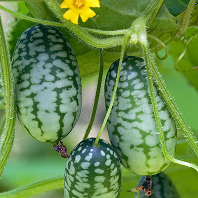 Organic Mouse Melon - Cucamelon - Miniature Watermelon - Rare Fruit Vine - Melothria scabra - 10 Seeds