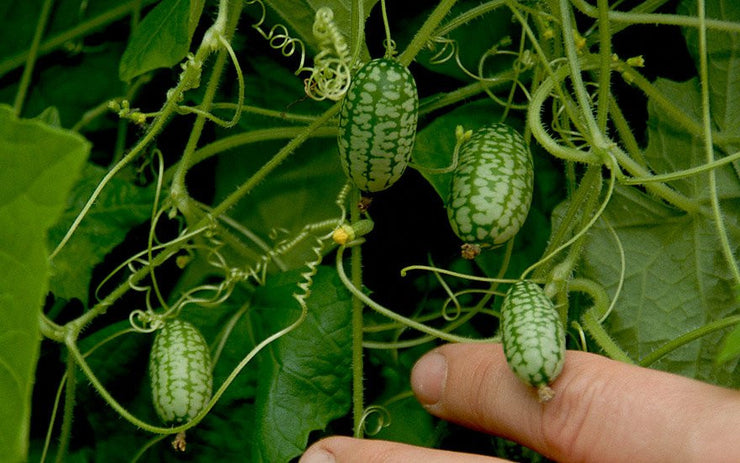 Mouse Melon - Cucamelon - Miniature Watermelon - Rare Fruit Vine - Melothria scabra - Bulk 100 Seeds