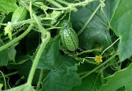 Mouse Melon - Cucamelon - Miniature Watermelon - Rare Fruit Vine - Melothria scabra - 10 Seeds