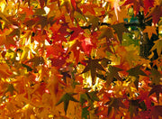 American Sweetgum - Tree / Bonsai Tree - Liquidambar styraciflua - 10 Seeds