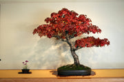 American Sweetgum - Tree / Bonsai Tree - Liquidambar styraciflua - 10 Seeds