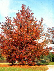 American Sweetgum - Tree / Bonsai Tree - Liquidambar styraciflua - 10 Seeds