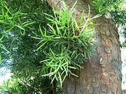 Podocarpus falcatus - Outeniqua Yellow wood - Indigenous South African Tree - 10 Seeds