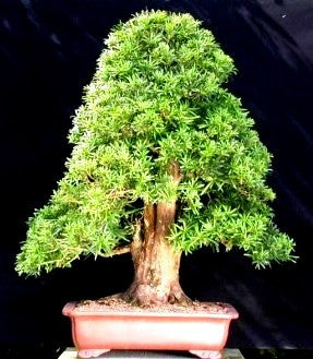 Podocarpus falcatus - Outeniqua Yellow wood - Indigenous South African Tree - 10 Seeds