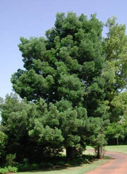 Podocarpus falcatus - Outeniqua Yellow wood - Indigenous South African Tree - 10 Seeds