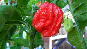 Trinidad Scorpion 7 Pot "Jonah" Strain - Capsicum Chinense - Extreme Chilli Pepper - 5 Seeds