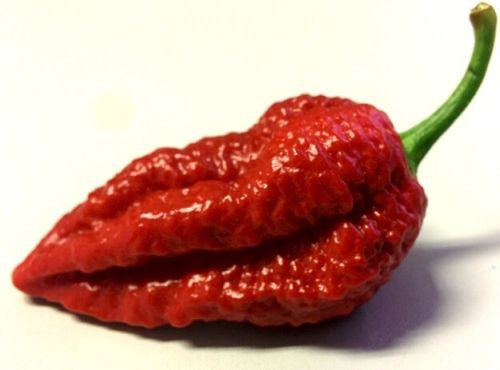 Chocolate Bhutlah Pepper - Capsicum Chinense - Extreme Chilli Pepper - 5 Seeds