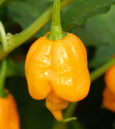 Trinidad Scorpion Orange - Capsicum Chinense - Extreme Chilli Pepper - 5 Seeds