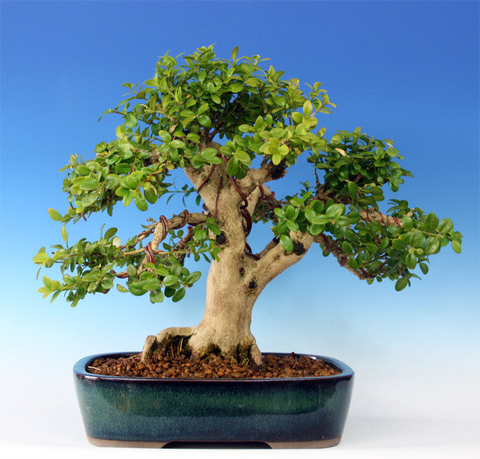 Common Boxwood Tree - Buxus sempervirens - Exotic Tree / Bonsai Tree - 5 Seeds