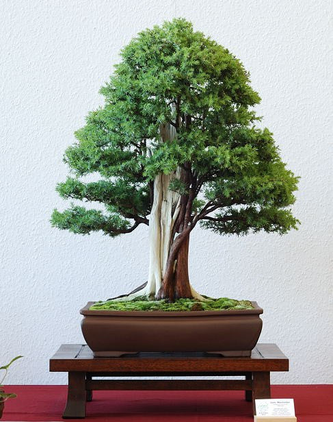 Common Juniper - Juniperus communis - Bonsai / Tree - 10 Seeds