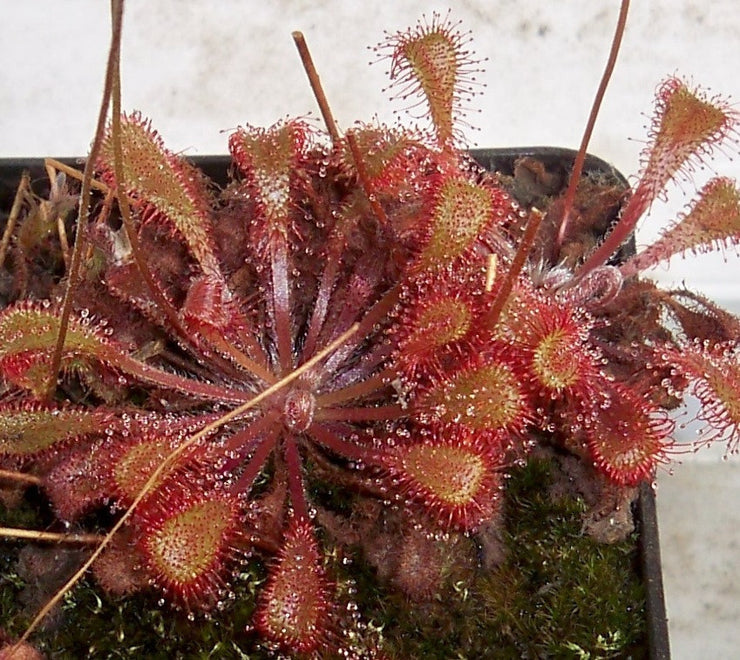 Drosera x snyderi - Carnivorous Sundew Plant - 5 Seeds