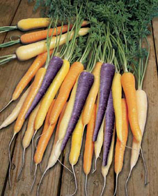 Multicoloured Harlequin Carrot Mix - Vegetable - Daucus Carrota - 50 Seeds
