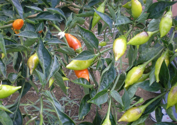 Habanero Arbol - Tree Habanero - Capsicum Chinense - 5 Seeds